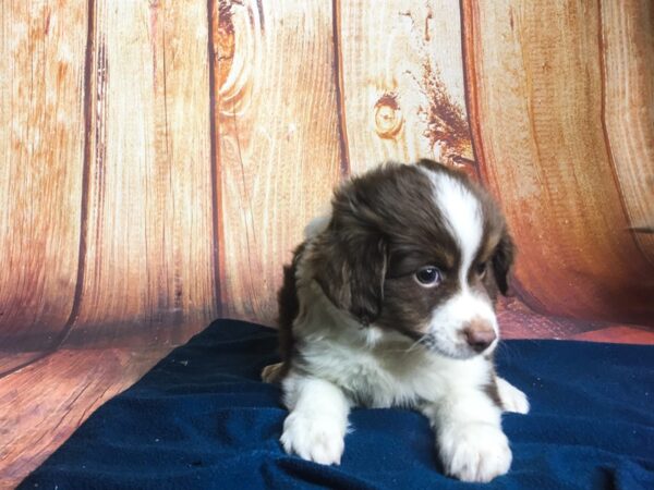 Mini Aussie DOG Male Red tri 5673 Petland Ashland, Kentucky