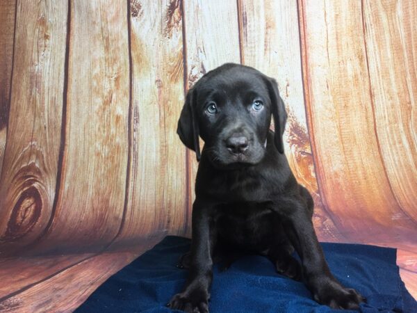 Labrador Retriever DOG Female Chocolate 5672 Petland Ashland, Kentucky