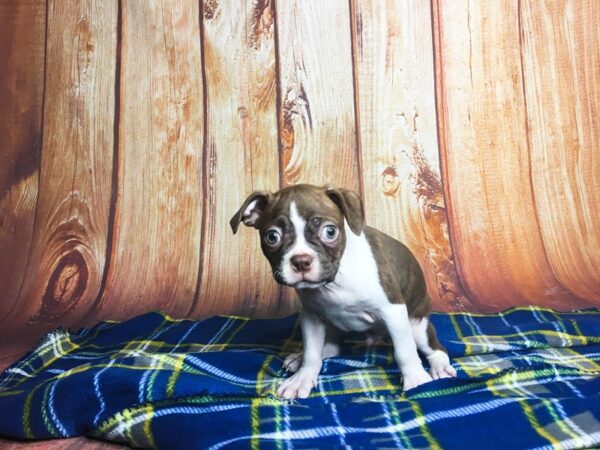 Boston Terrier DOG Male RED WHITE 5674 Petland Ashland, Kentucky