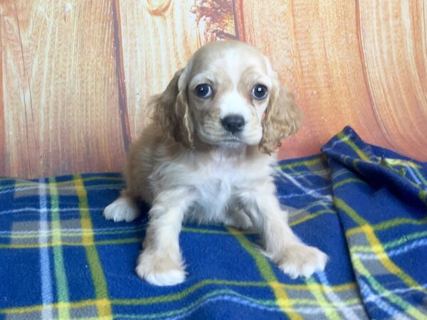 Cocker Spaniel DOG Female BF & WH 5670 Petland Ashland, Kentucky