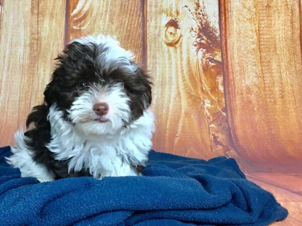 Havanese DOG Male CHOCOLATE WHITE 5679 Petland Ashland, Kentucky