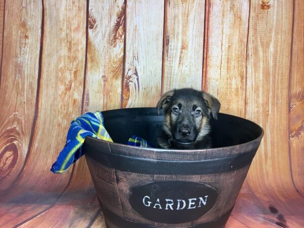 German Shepherd-DOG-Male-Black and Tan-5677-Petland Ashland, Kentucky