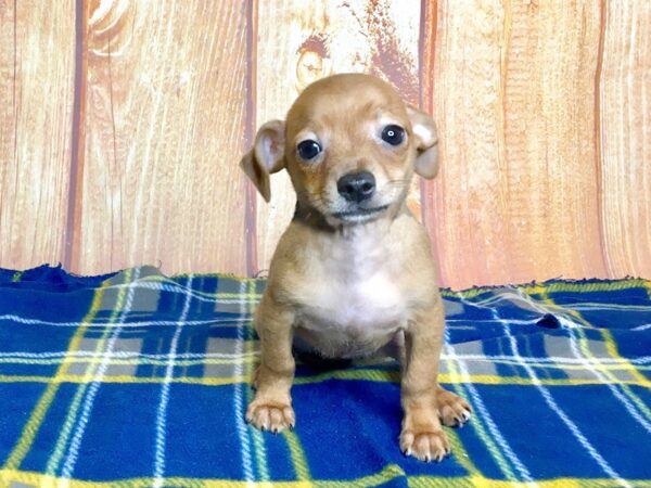 Chihuahua DOG Male Fawn 5691 Petland Ashland, Kentucky