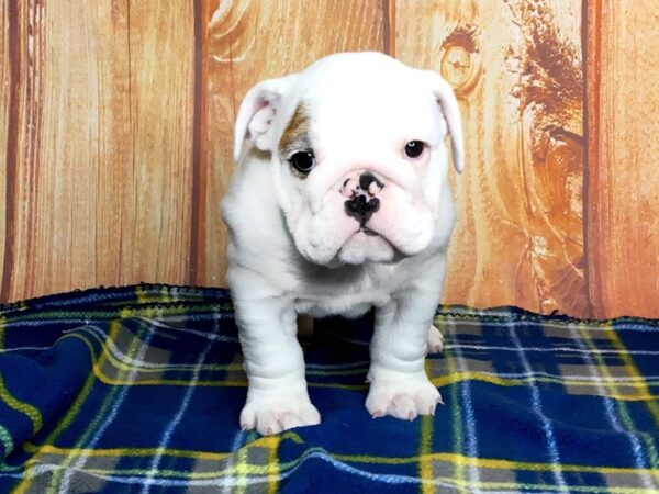 Bulldog DOG Female Fawn 5684 Petland Ashland, Kentucky