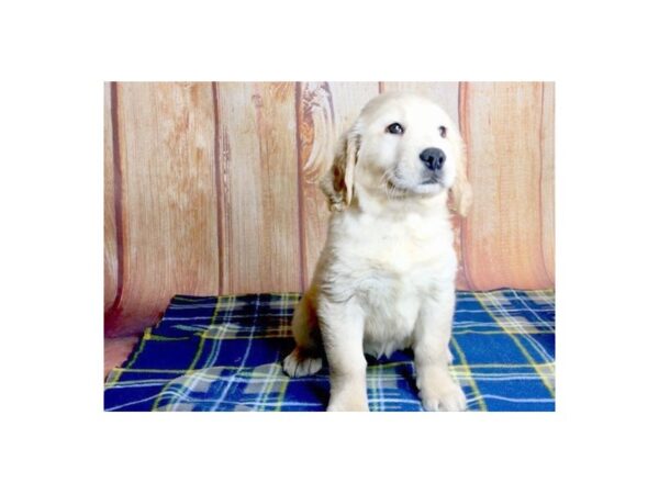 Golden Retriever DOG Female Golden 5687 Petland Ashland, Kentucky