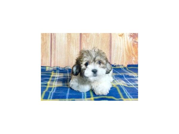 Teddy-DOG-Male-Brown White-5688-Petland Ashland, Kentucky