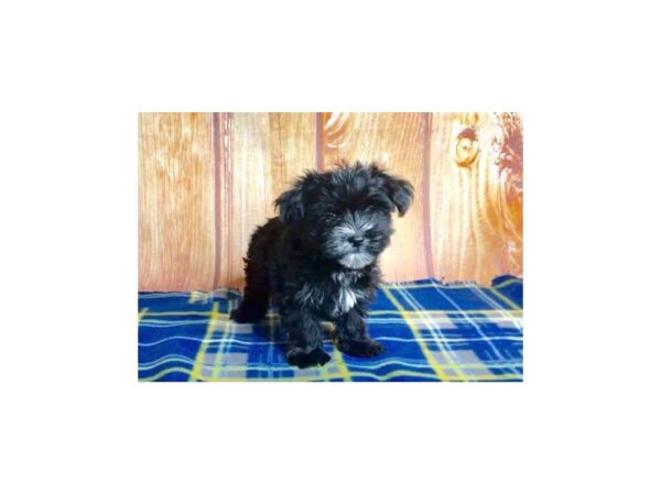 Morkie DOG Female BLK 5689 Petland Ashland, Kentucky