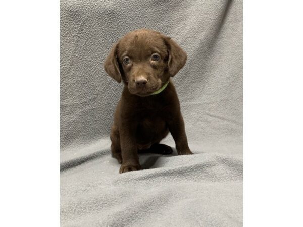 Labrador Retriever DOG Female chocolate 5712 Petland Ashland, Kentucky