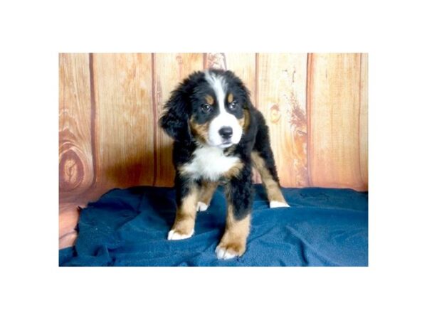 Bernese Mountain Dog-DOG-Male-Tri Color-5692-Petland Ashland, Kentucky