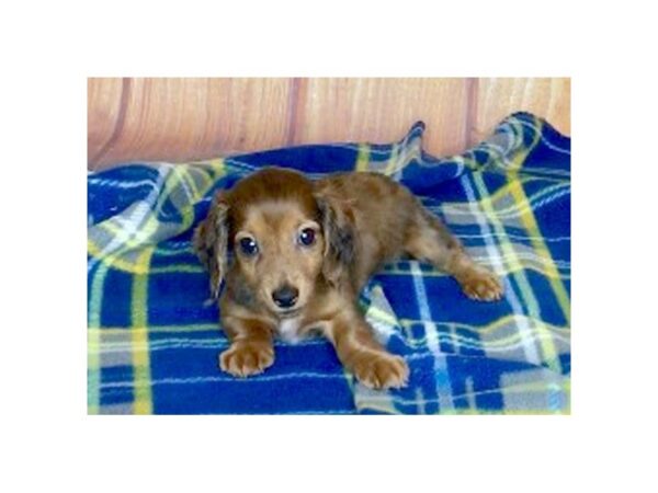 Dachshund DOG Female RED 5696 Petland Ashland, Kentucky