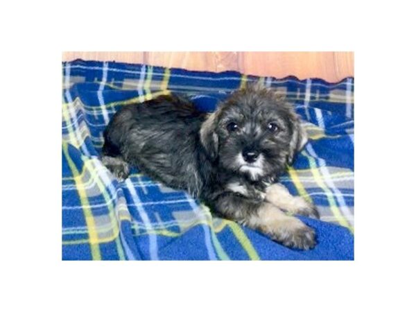 Miniature Schnauzer DOG Male SALT PEPPER 5697 Petland Ashland, Kentucky