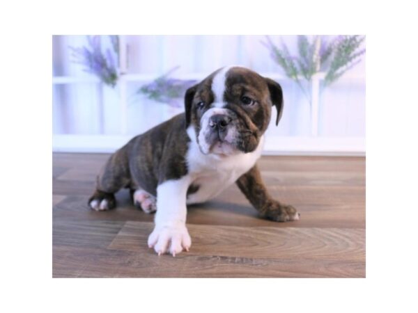 Bulldog DOG Female Brindle 5698 Petland Ashland, Kentucky