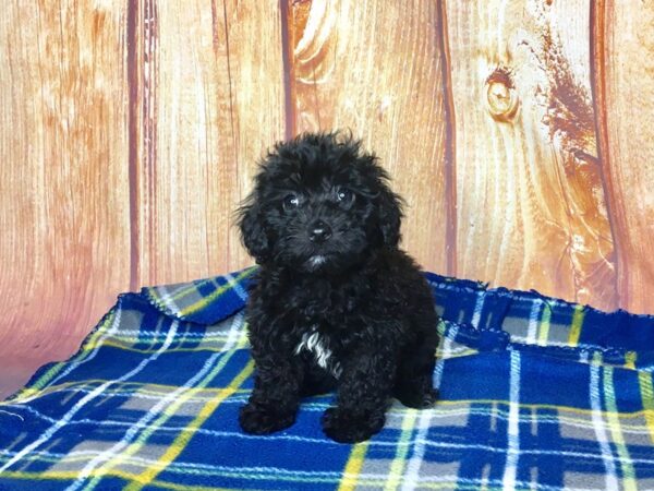 Morkie-DOG-Female-BLACK WHITE-5704-Petland Ashland, Kentucky