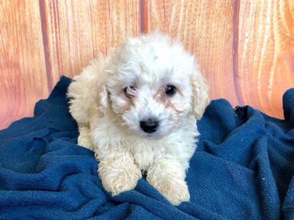 Teddy Bear DOG Male CREAM WHITE 5703 Petland Ashland, Kentucky