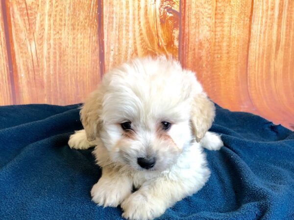 ESKIMO POO-DOG-Female-Cream white-5701-Petland Ashland, Kentucky