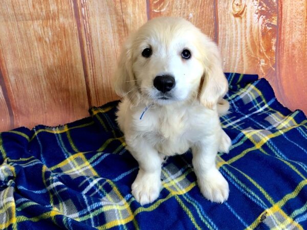 Golden Retriever DOG Male LIGHT GOLDEN 5700 Petland Ashland, Kentucky