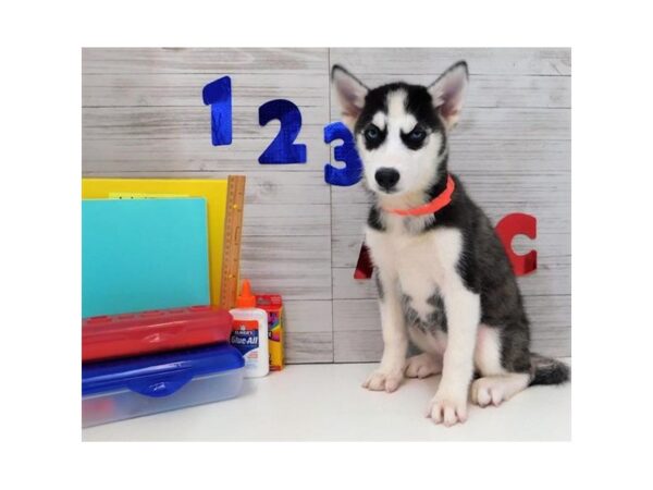 Siberian Husky DOG Female Black / White 5708 Petland Ashland, Kentucky