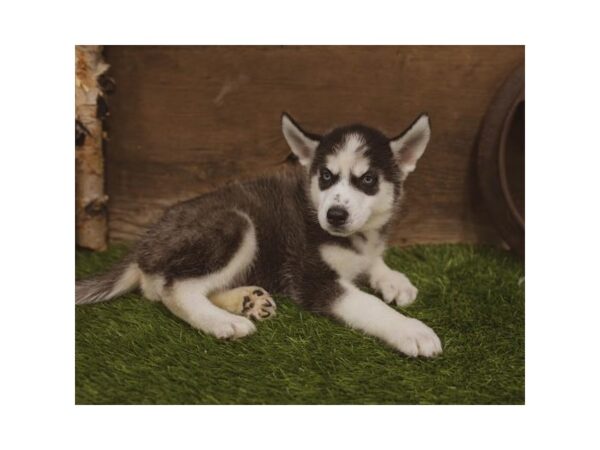 Siberian Husky DOG Male Black / White 5710 Petland Ashland, Kentucky