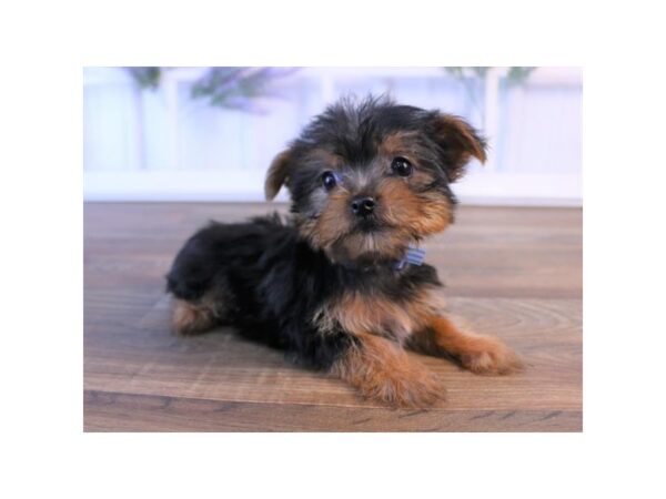 Yorkshire Terrier DOG Male Black / Tan 5711 Petland Ashland, Kentucky