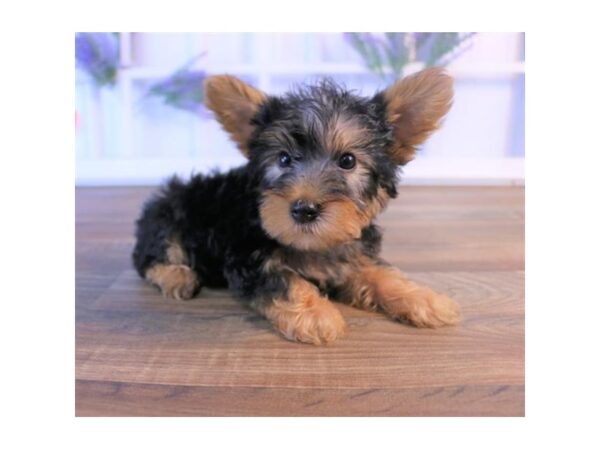 Silky Terrier DOG Male Black / Tan 5707 Petland Ashland, Kentucky