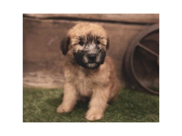 Soft Coated Wheaten Terrier-DOG-Male-Wheaten-5715-Petland Ashland, Kentucky