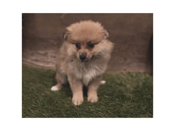 Pomeranian DOG Female Orange Sable 5714 Petland Ashland, Kentucky