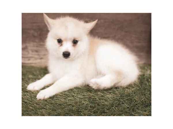 Pomsky DOG Female Orange 5713 Petland Ashland, Kentucky