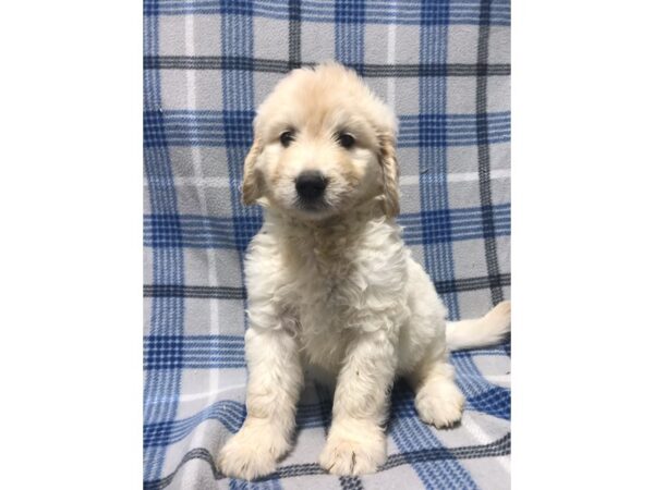 Standard Goldendoodle DOG Male Yellow 5727 Petland Ashland, Kentucky