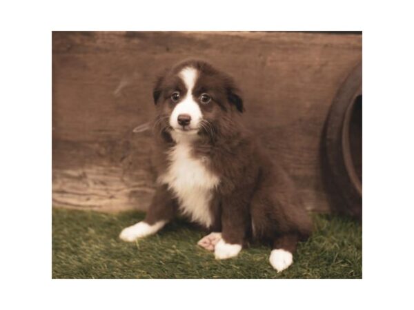 Australian Shepherd DOG Female Red / White 5716 Petland Ashland, Kentucky