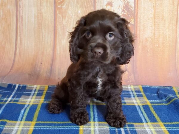 Cocker Spaniel DOG Male CHOC WHITE 5724 Petland Ashland, Kentucky