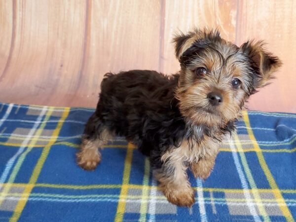 Yorkshire Terrier DOG Female BLK TAN 5723 Petland Ashland, Kentucky