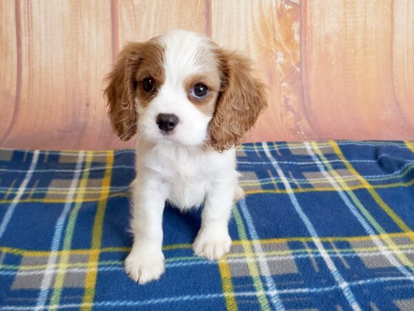 Cavalier King Charles Spaniel DOG Male BLENHEIM 5722 Petland Ashland, Kentucky