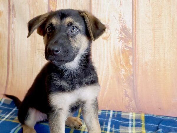 German Shepherd DOG Female Black  Brown 5721 Petland Ashland, Kentucky