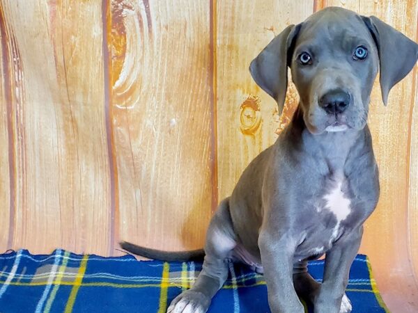 Great Dane DOG Female Gray 5719 Petland Ashland, Kentucky