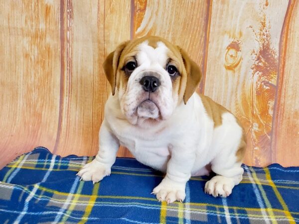 Mini Bulldog-DOG-Female-FWN / WHT-5729-Petland Ashland, Kentucky