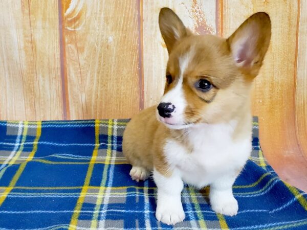 Pembroke Welsh Corgi DOG Male RED WHITE 5725 Petland Ashland, Kentucky