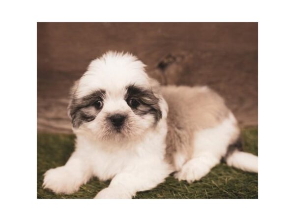 Lhasa Apso DOG Female Golden 5732 Petland Ashland, Kentucky