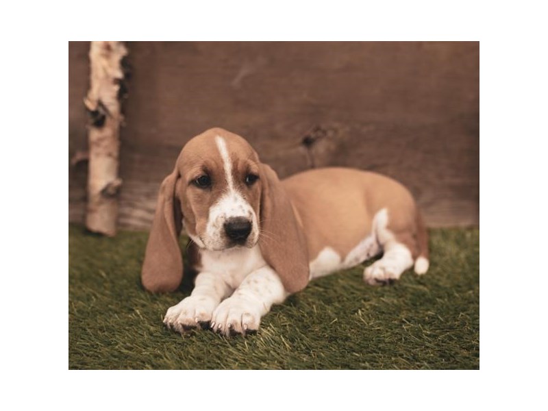 Basset Hound Puppy Red / White ID:5730 Located at Petland Ashland