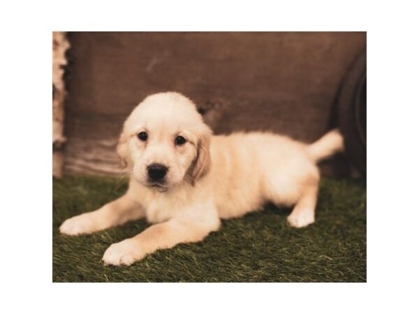 Golden Retriever DOG Female Light Golden 5731 Petland Ashland, Kentucky