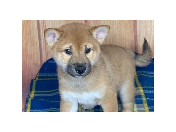 Shiba Inu DOG Male RED 5737 Petland Ashland, Kentucky