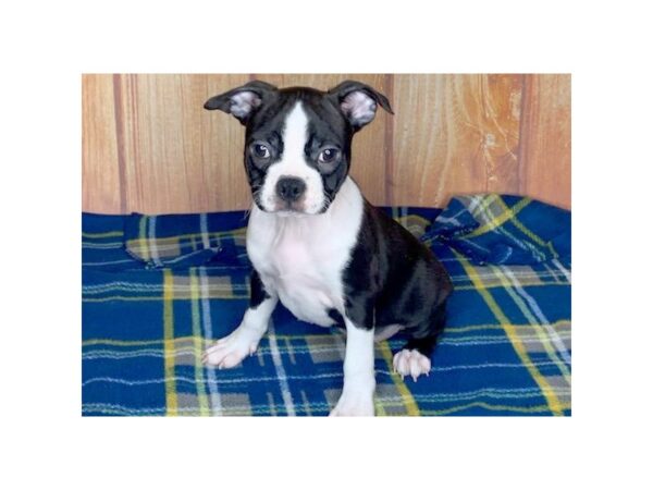 Boston Terrier DOG Male Blk - Wht 5736 Petland Ashland, Kentucky