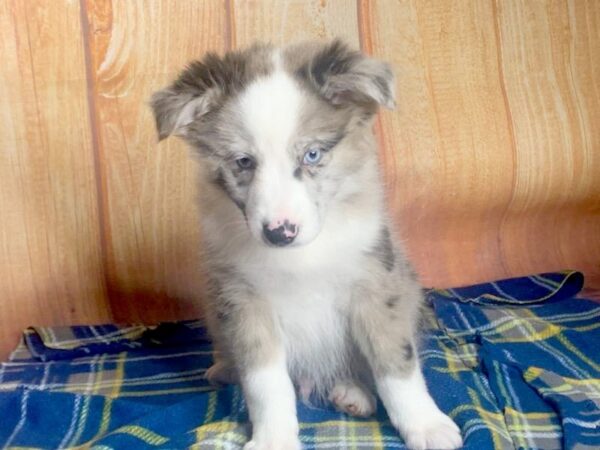 Aussiemo DOG Male Black White 5734 Petland Ashland, Kentucky