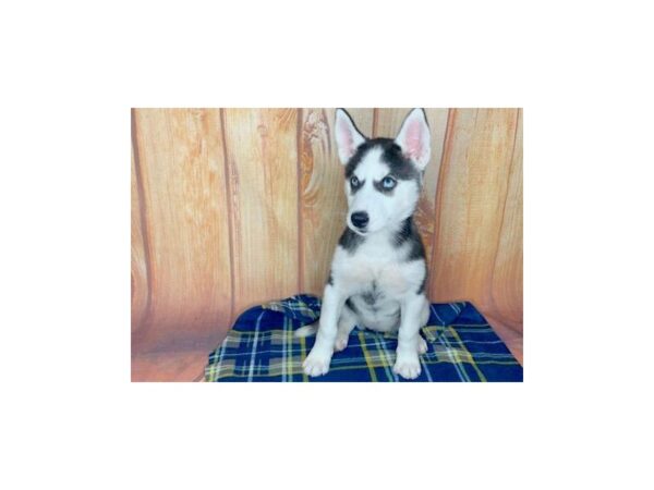 Siberian Husky DOG Female Black & White 5733 Petland Ashland, Kentucky