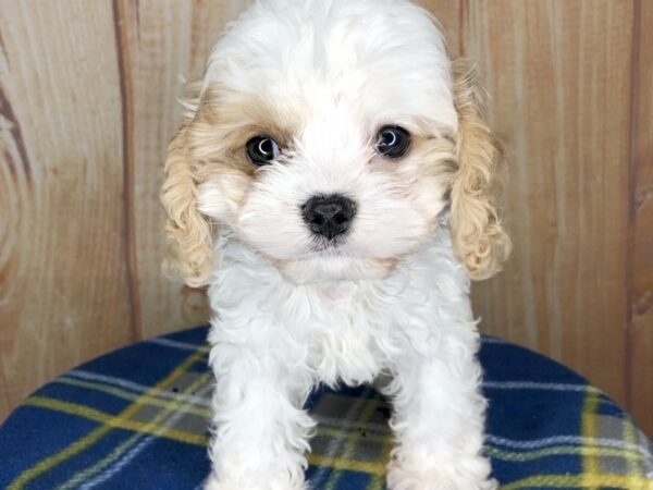 Cava Chon-DOG-Male-BLENHIEM-5747-Petland Ashland, Kentucky