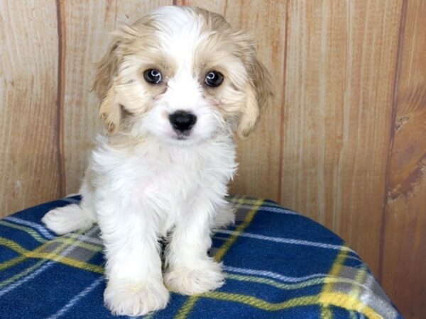 Cava Chon-DOG-Female-BLENHEIM-5746-Petland Ashland, Kentucky