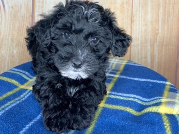 Yorkie Poo-DOG-Female-BLK-5744-Petland Ashland, Kentucky