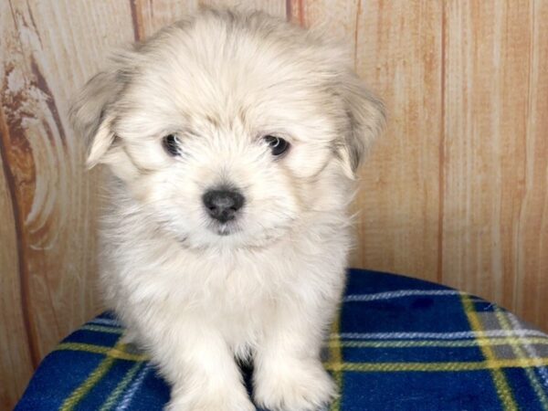 Pom Shih DOG Male PARTI 5743 Petland Ashland, Kentucky