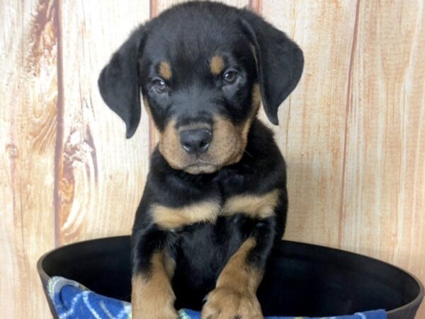 Rottweiler DOG Female Black Tan 5741 Petland Ashland, Kentucky