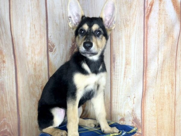 German Shepherd DOG Female Black and tan 5752 Petland Ashland, Kentucky