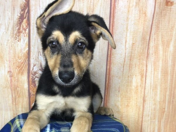 German Shepherd DOG Male Black and Tan 5751 Petland Ashland, Kentucky